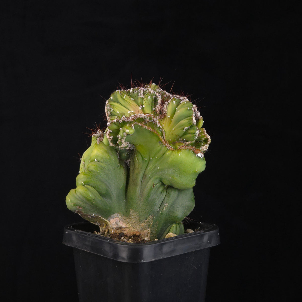 Cereus forbesii cv. Coral Cristata