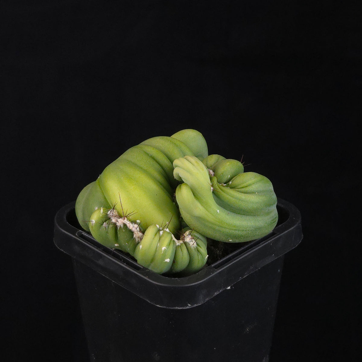Cereus forbesii cv. Coral Cristata