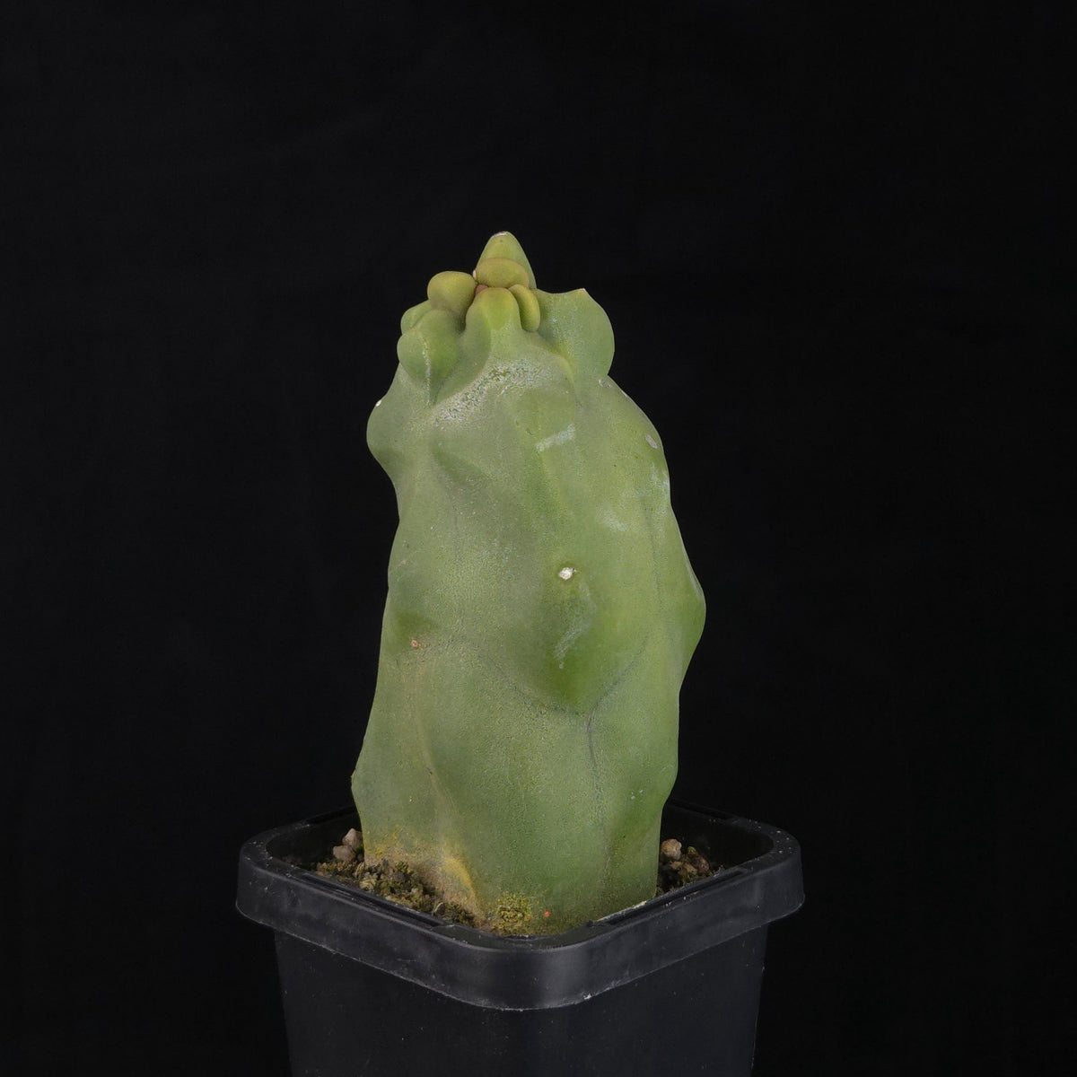 Lophocereus schottii (syn. Pachycereus)