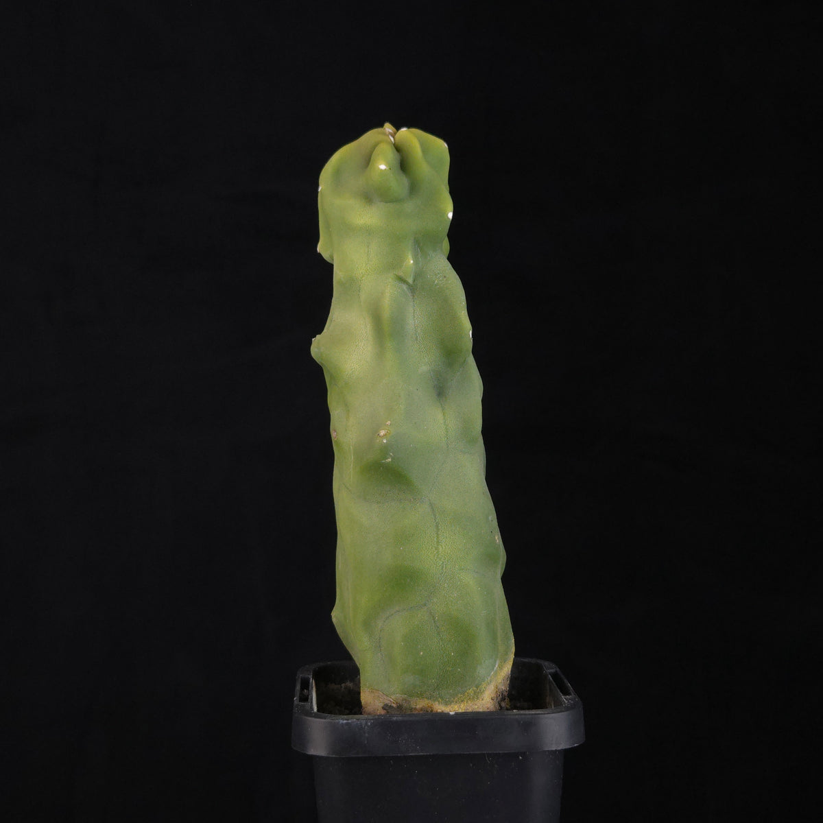 Lophocereus schottii (syn. Pachycereus)