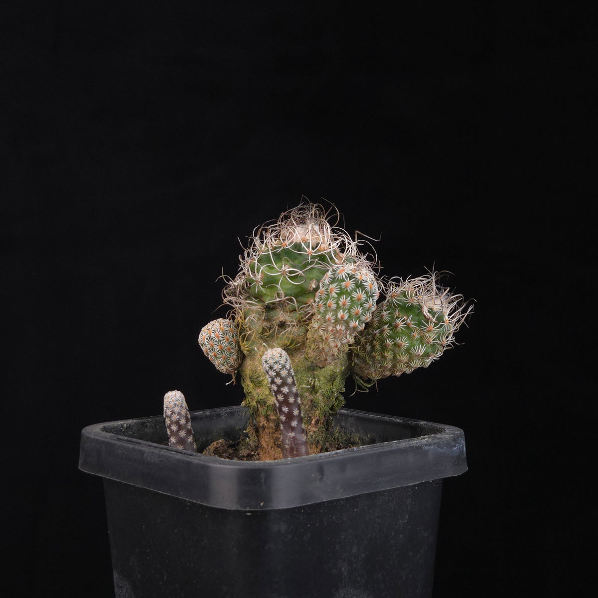 Turbinicarpus krainzianus (WA Prohibited)