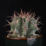 Echinocactus platyacanthus – Blue Giant Barrel Cactus