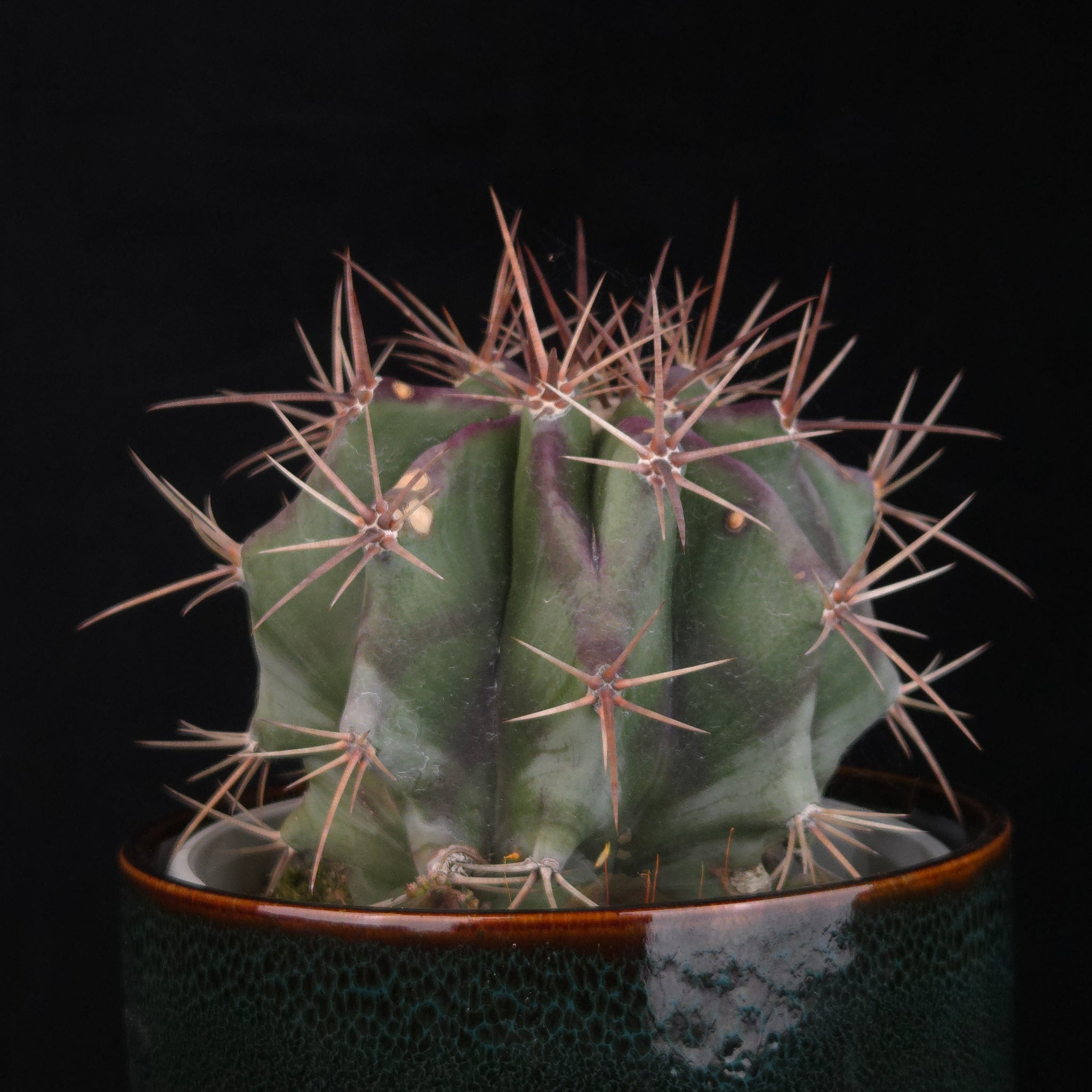 Echinocactus platyacanthus – Blue Giant Barrel Cactus