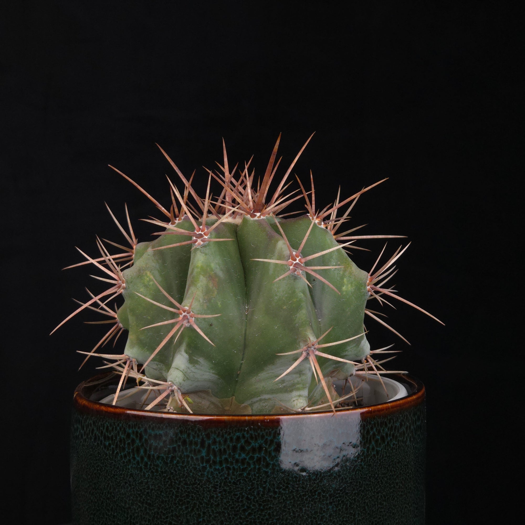 Echinocactus platyacanthus – Blue Giant Barrel Cactus