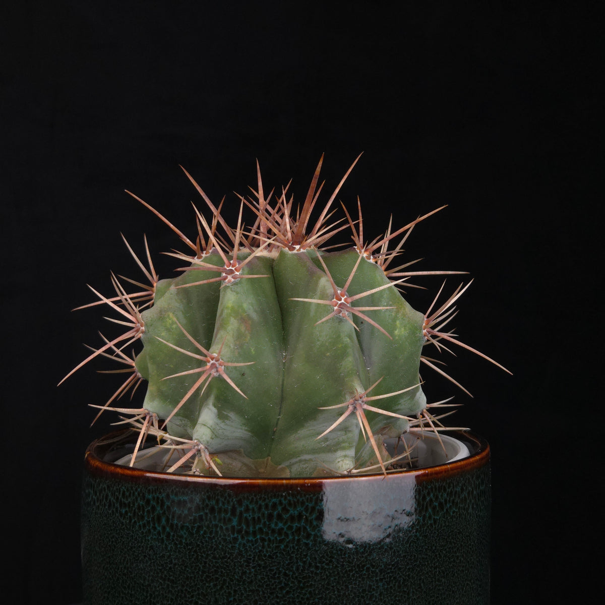 Echinocactus platyacanthus – Blue Giant Barrel Cactus