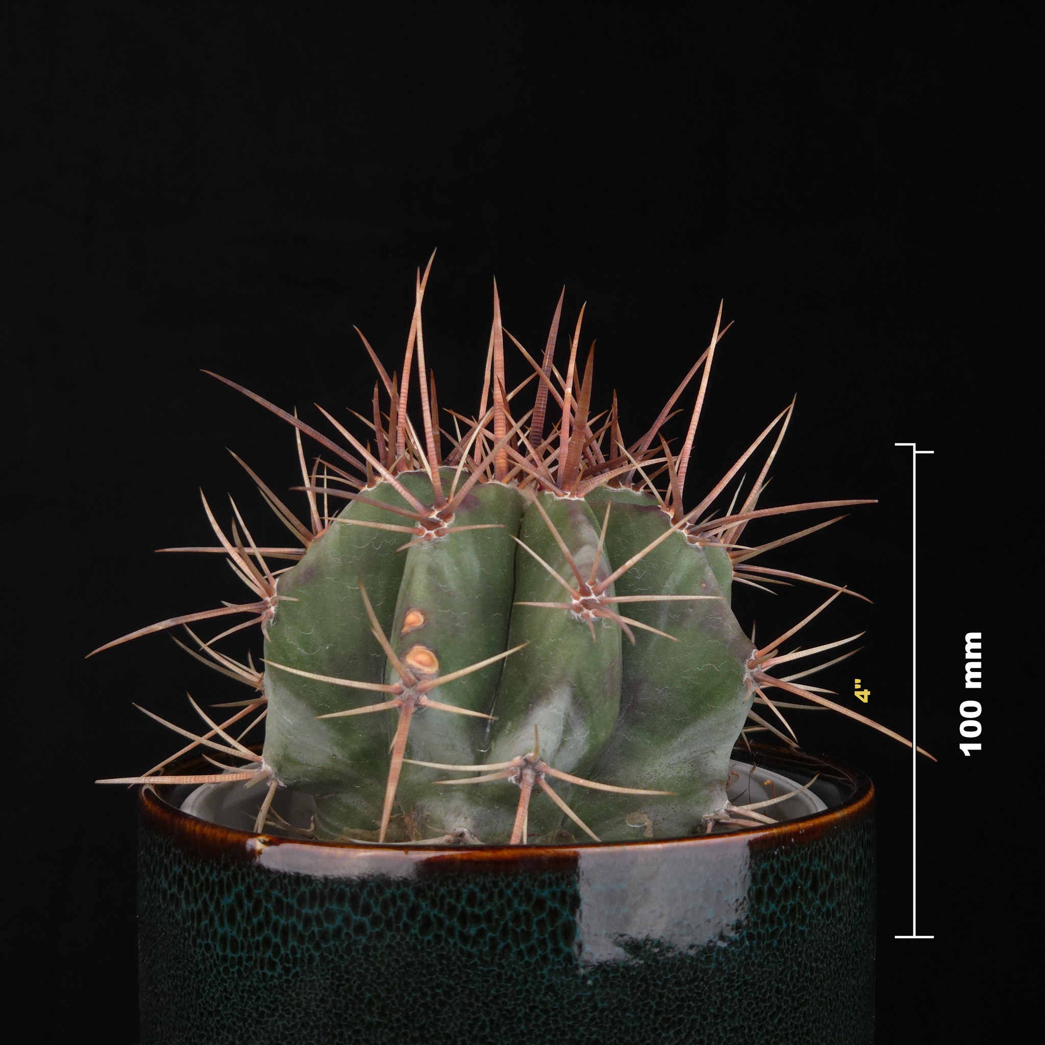 Echinocactus platyacanthus – Blue Giant Barrel Cactus