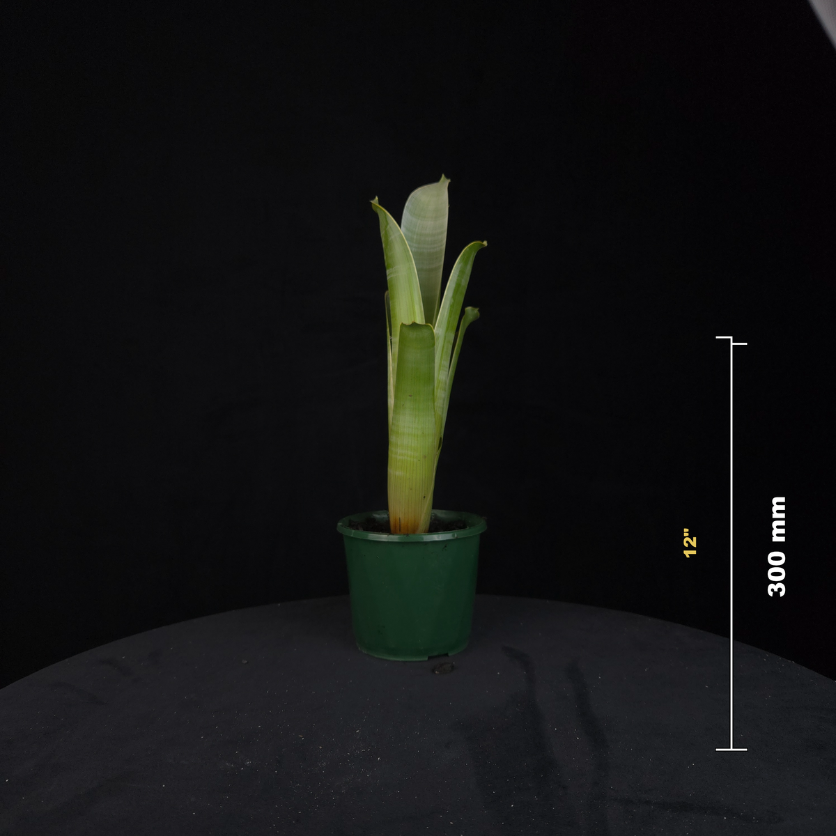 Brocchinia reducta – Carnivorous Bromeliad of the Tepuis