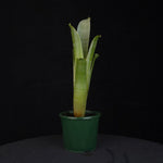 Brocchinia reducta – Carnivorous Bromeliad of the Tepuis