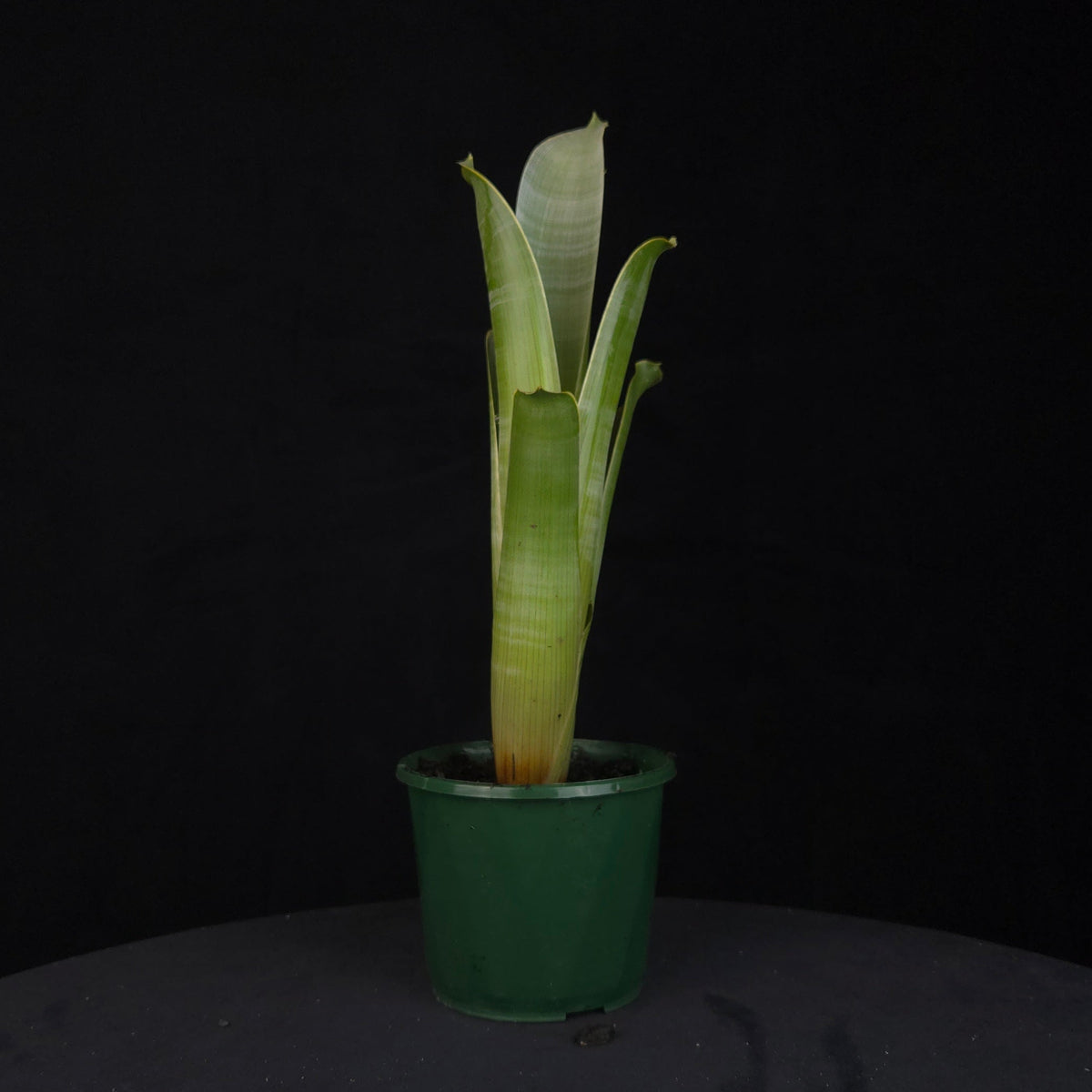 Brocchinia reducta – Carnivorous Bromeliad of the Tepuis