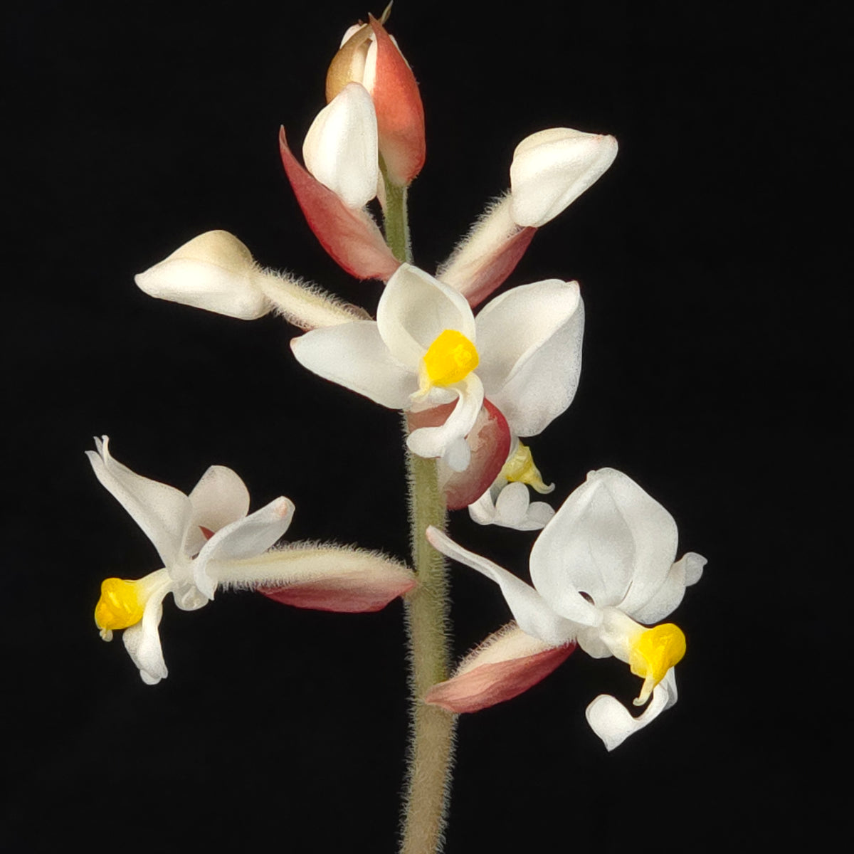 Ludisia discolor 'Spiderman'