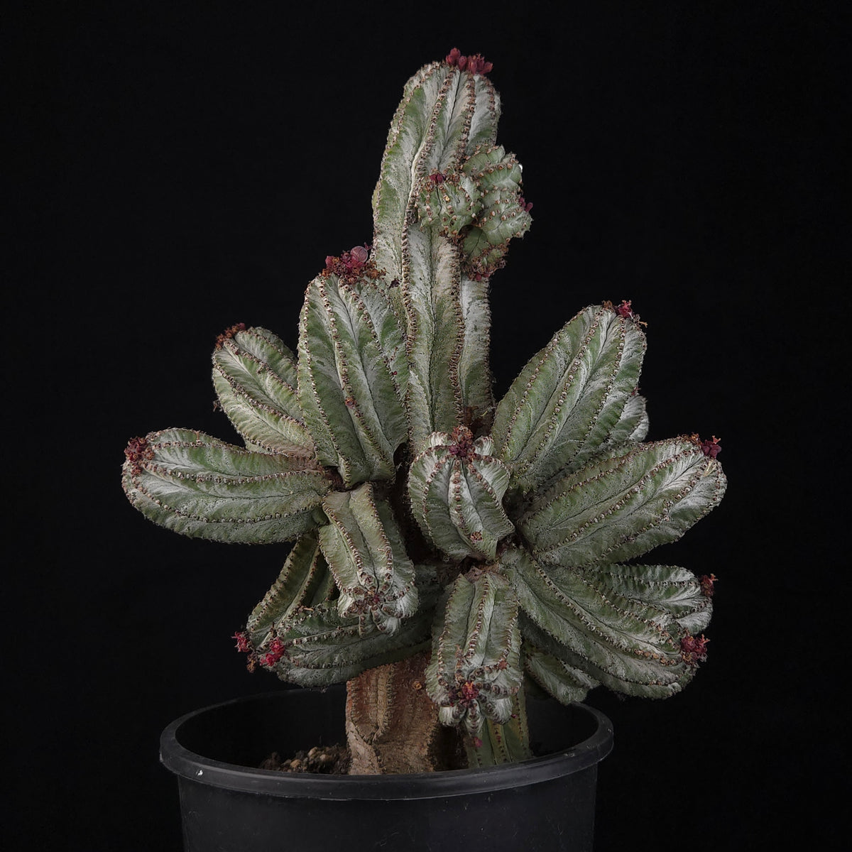 Euphorbia polygona 'Azure' (WA Prohibited)