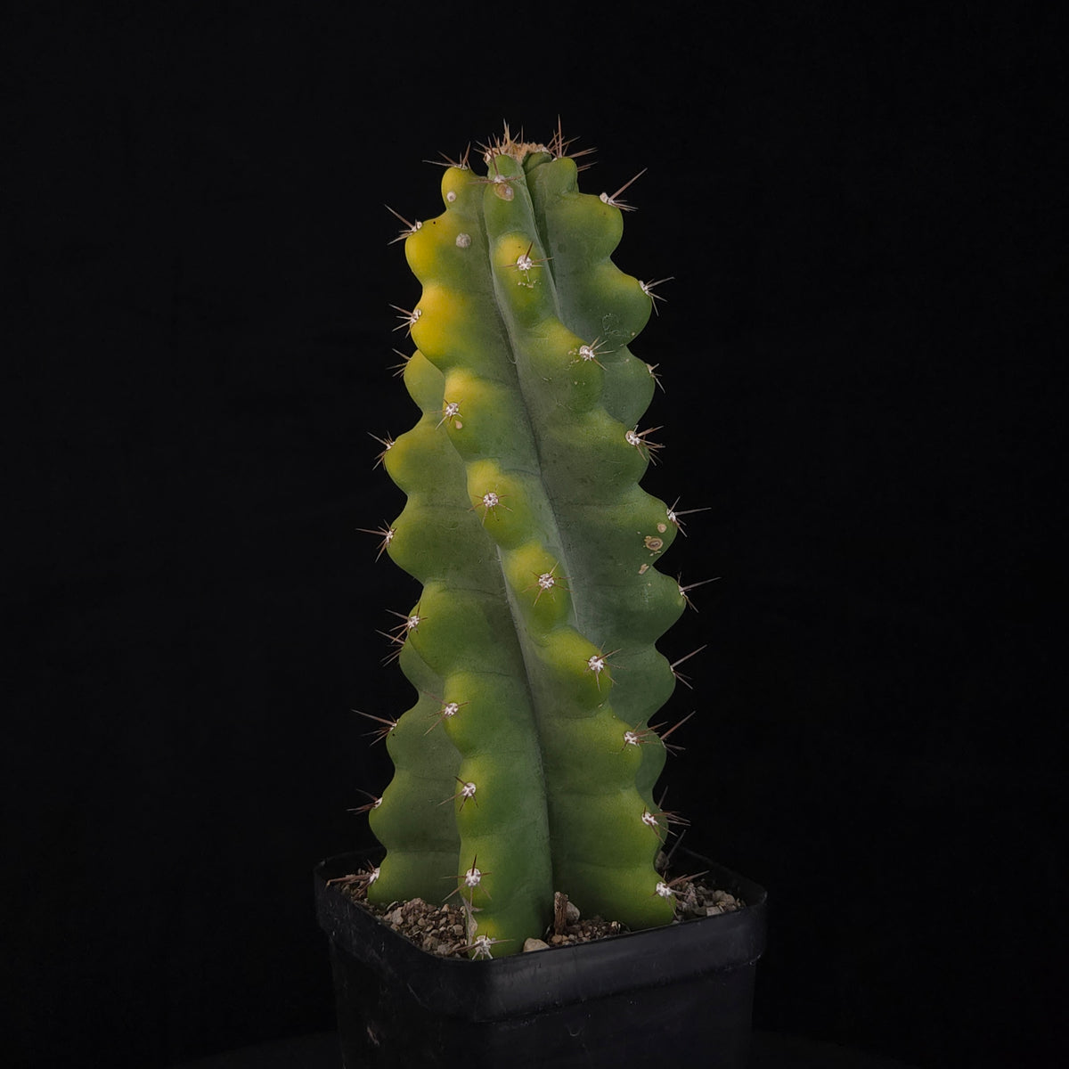 Cereus forbesii 'Spiralis'