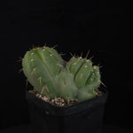 Trichocereus peruvianus 'Twister' (syn. Echinopsis macrogona)