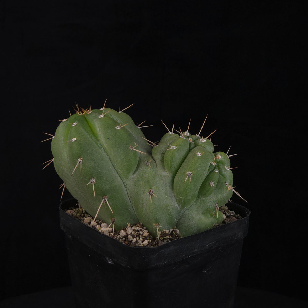 Trichocereus peruvianus 'Twister' (syn. Echinopsis macrogona)