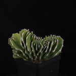 Euphorbia kibwezensis (WA prohibited)