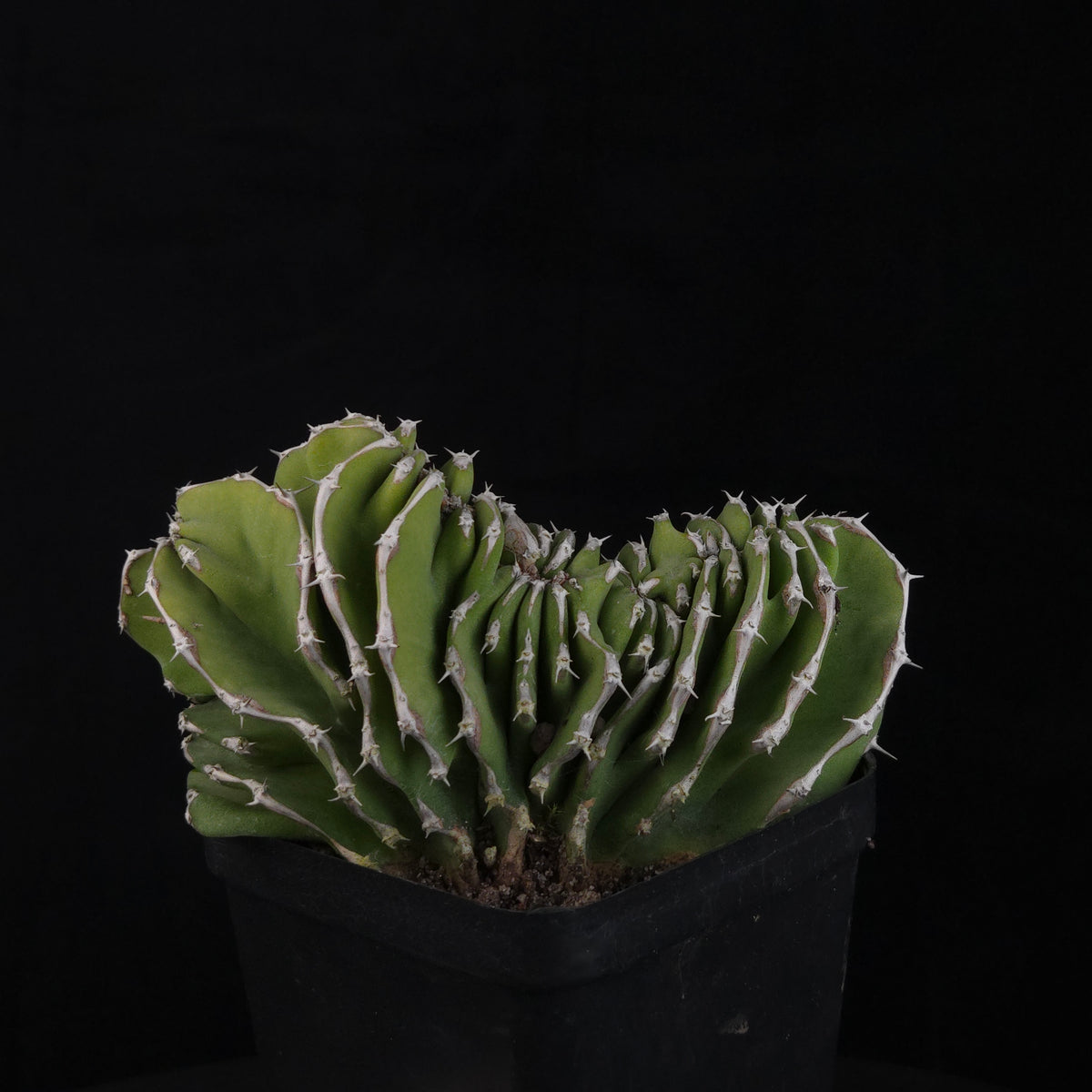 Euphorbia kibwezensis (WA prohibited)