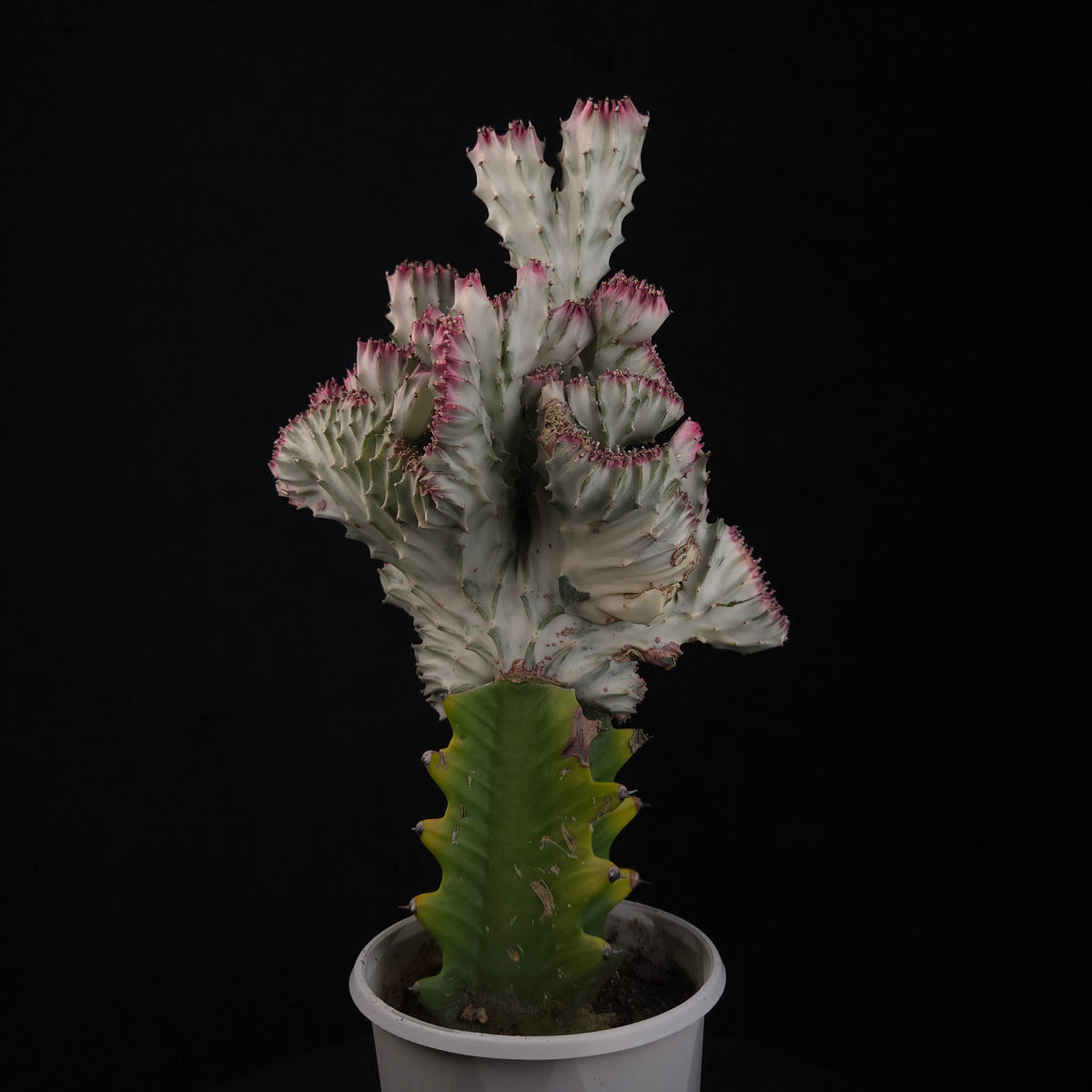 Euphorbia lactea 'Cristata Variegata' - The Coral Cactus (WA Prohibited) - One Off Specials