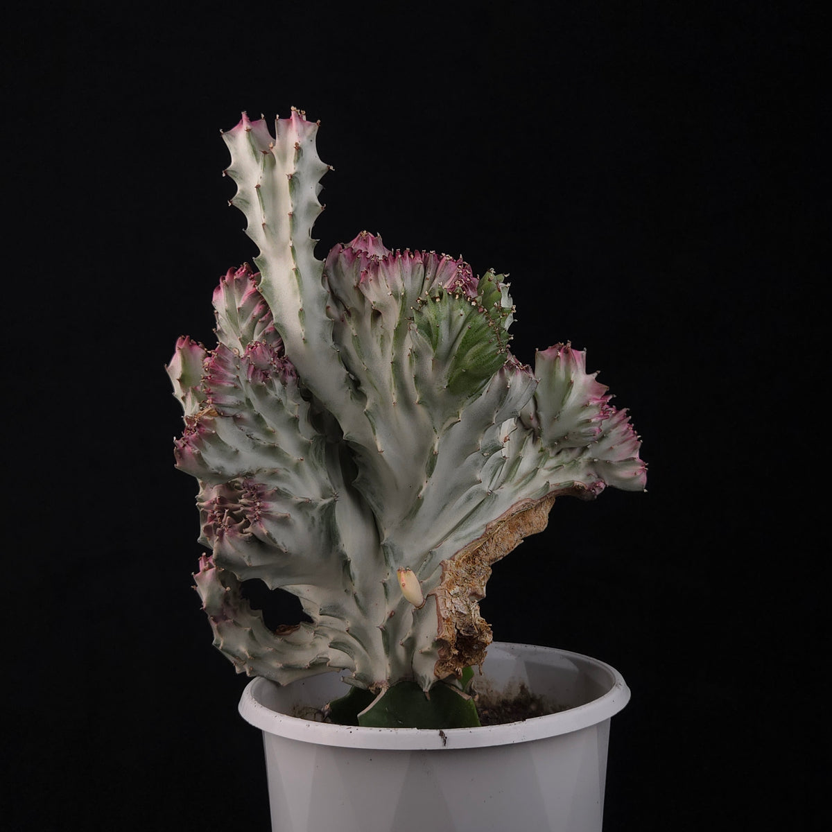 Euphorbia lactea 'Cristata Variegata' - The Coral Cactus (WA Prohibited) - One Off Specials