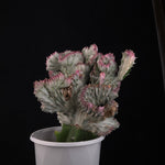 Euphorbia lactea 'Cristata Variegata' - The Coral Cactus (WA Prohibited) - One Off Specials