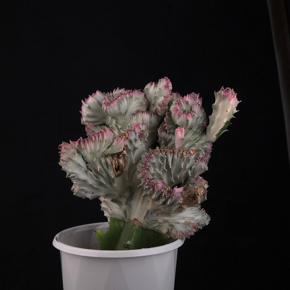 Euphorbia lactea 'Cristata Variegata' - The Coral Cactus (WA Prohibited) - One Off Specials