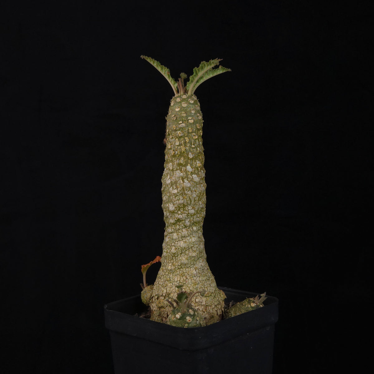 Dorstenia lavrani Hybrid (WA Prohibited)