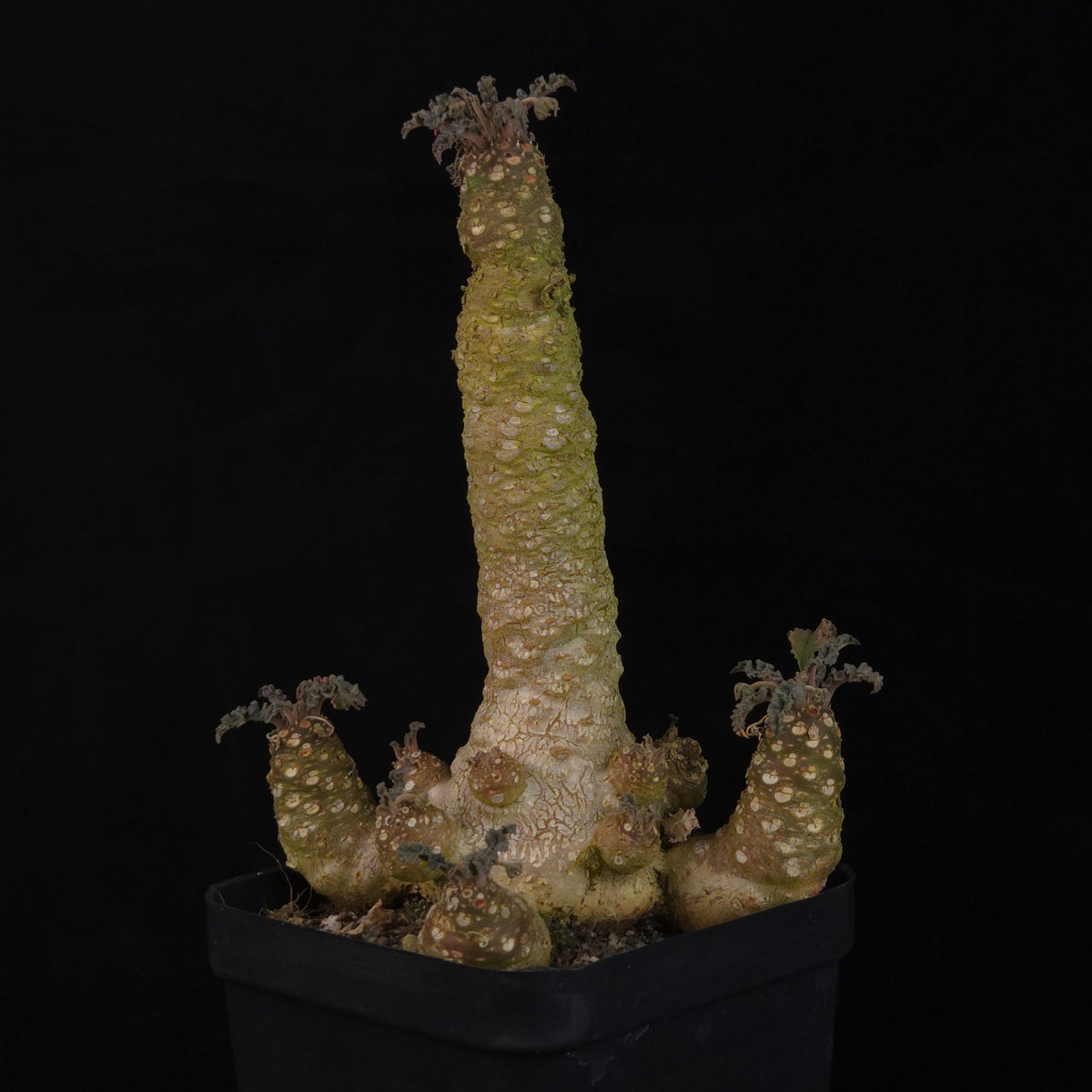 Dorstenia lavrani Hybrid (WA Prohibited)