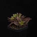 Euphorbia francoisii Hybrids (WA Prohibited) – Selected Juvenile Plants