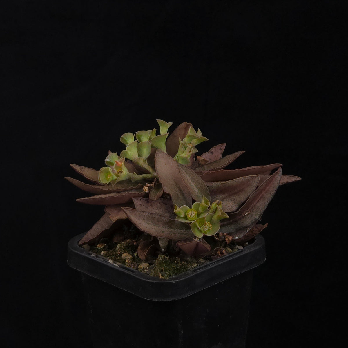 Euphorbia francoisii Hybrids (WA Prohibited) – Selected Juvenile Plants