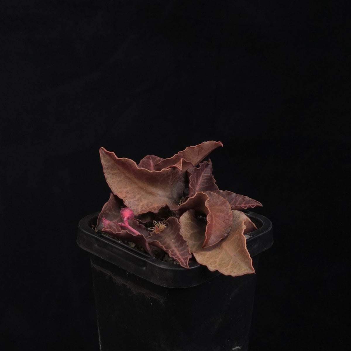 Euphorbia francoisii Hybrids (WA Prohibited) – Selected Juvenile Plants