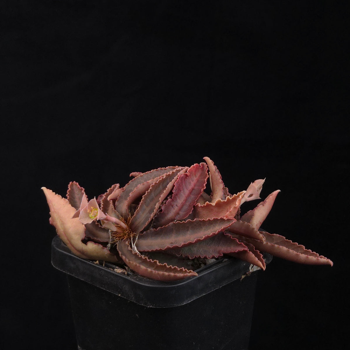 Euphorbia francoisii Hybrids (WA Prohibited) – Selected Juvenile Plants
