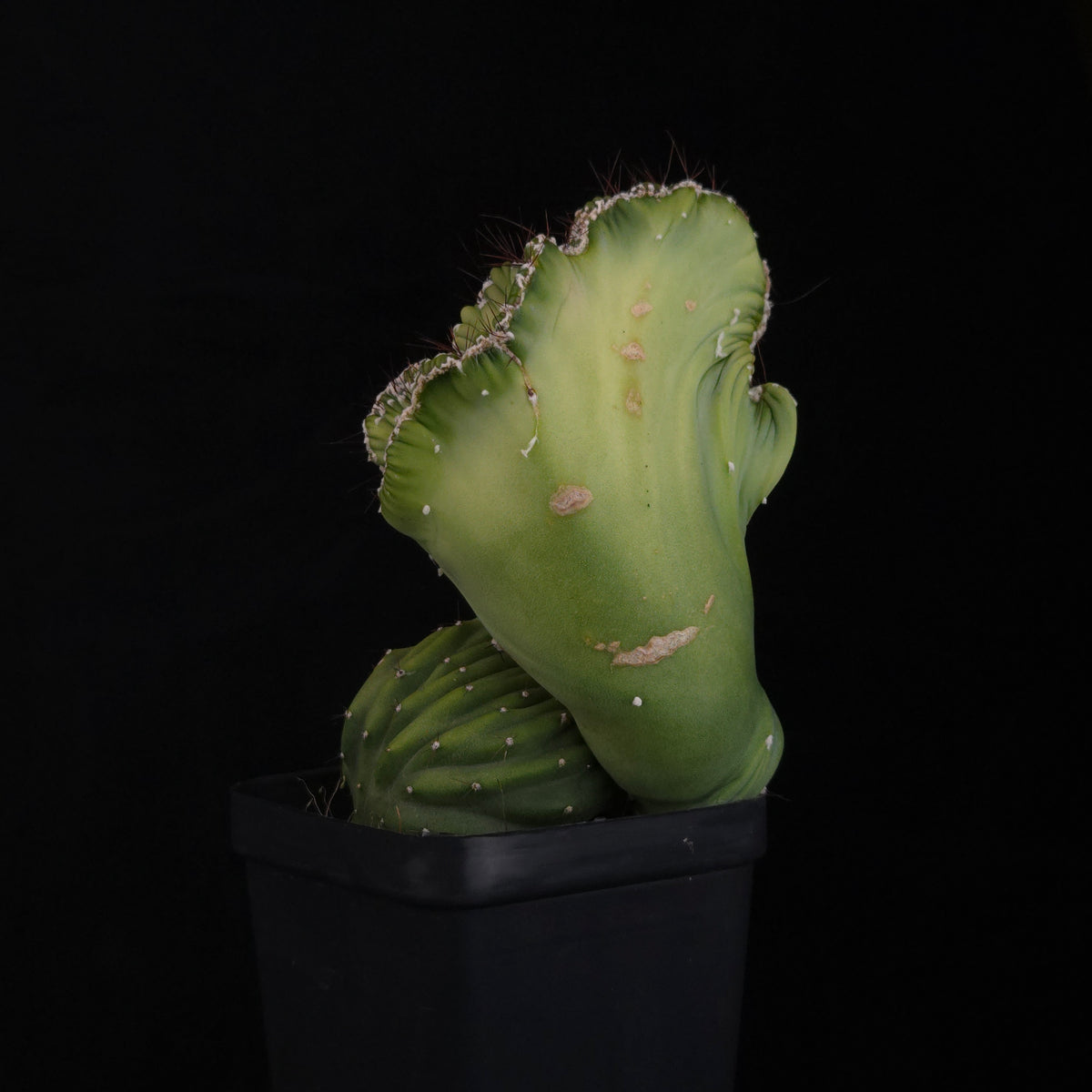 Cereus forbesii ‘Coral Cristata’ – Large Crested Specimen