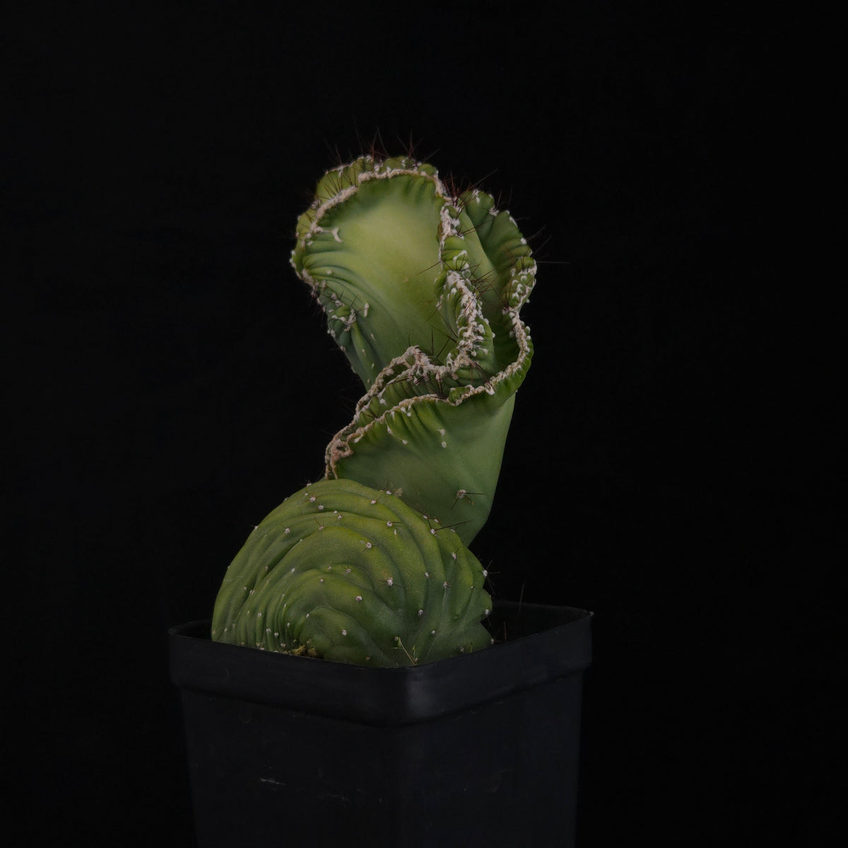 Cereus forbesii ‘Coral Cristata’ – Large Crested Specimen