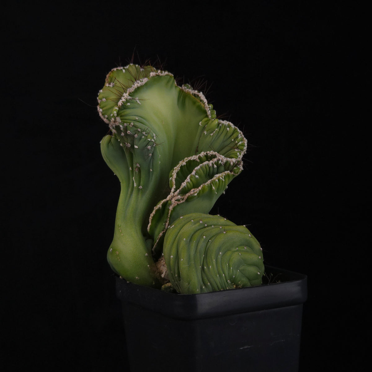 Cereus forbesii ‘Coral Cristata’ – Large Crested Specimen