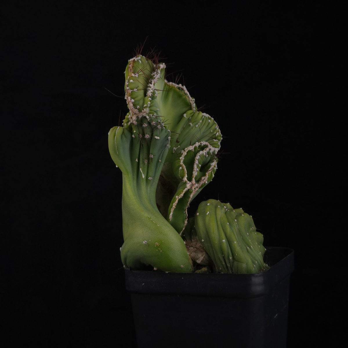 Cereus forbesii ‘Coral Cristata’ – Large Crested Specimen