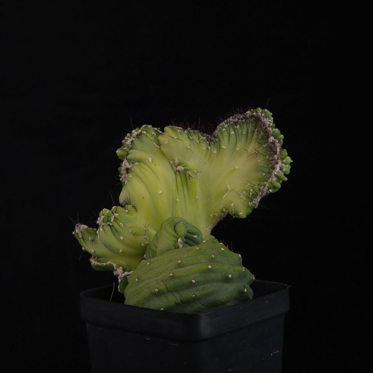 Cereus forbesii ‘Coral Cristata’ – Large Crested Specimen