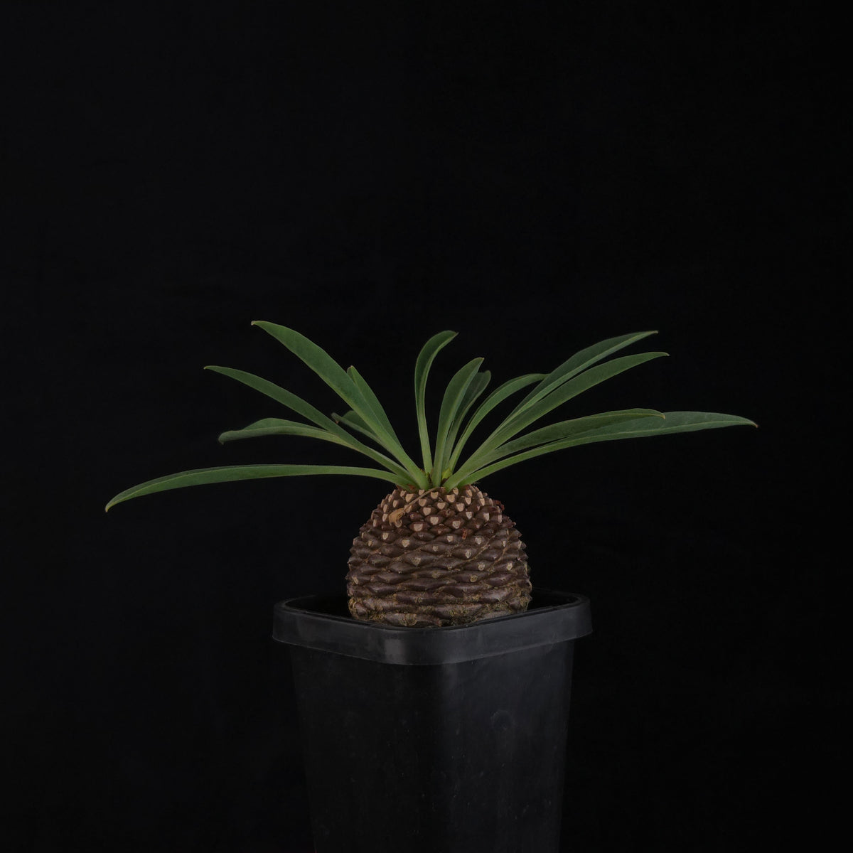 Euphorbia bupleurifolia (WA Prohibited)