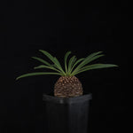 Euphorbia bupleurifolia (WA Prohibited)