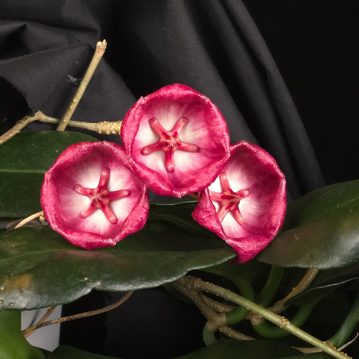 Hoya archboldiana - H059