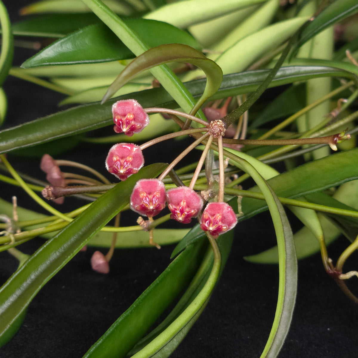 Hoya kentiana – H045