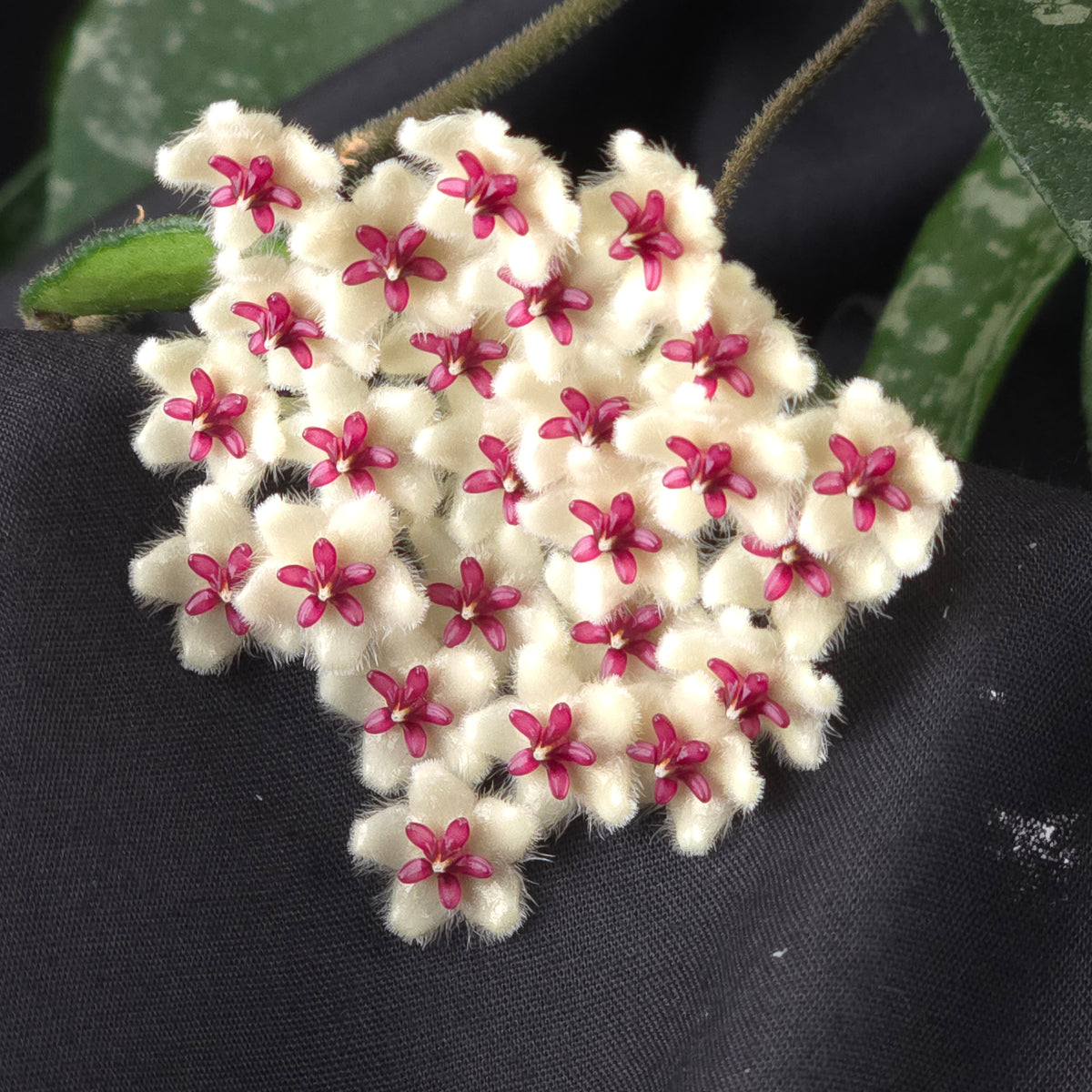 Hoya phuwuaensis (WA Prohibited) - H149