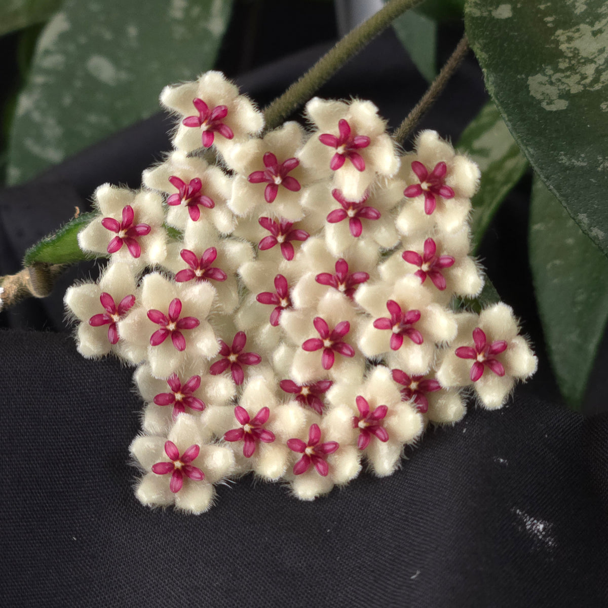 Hoya phuwuaensis (WA Prohibited) - H149