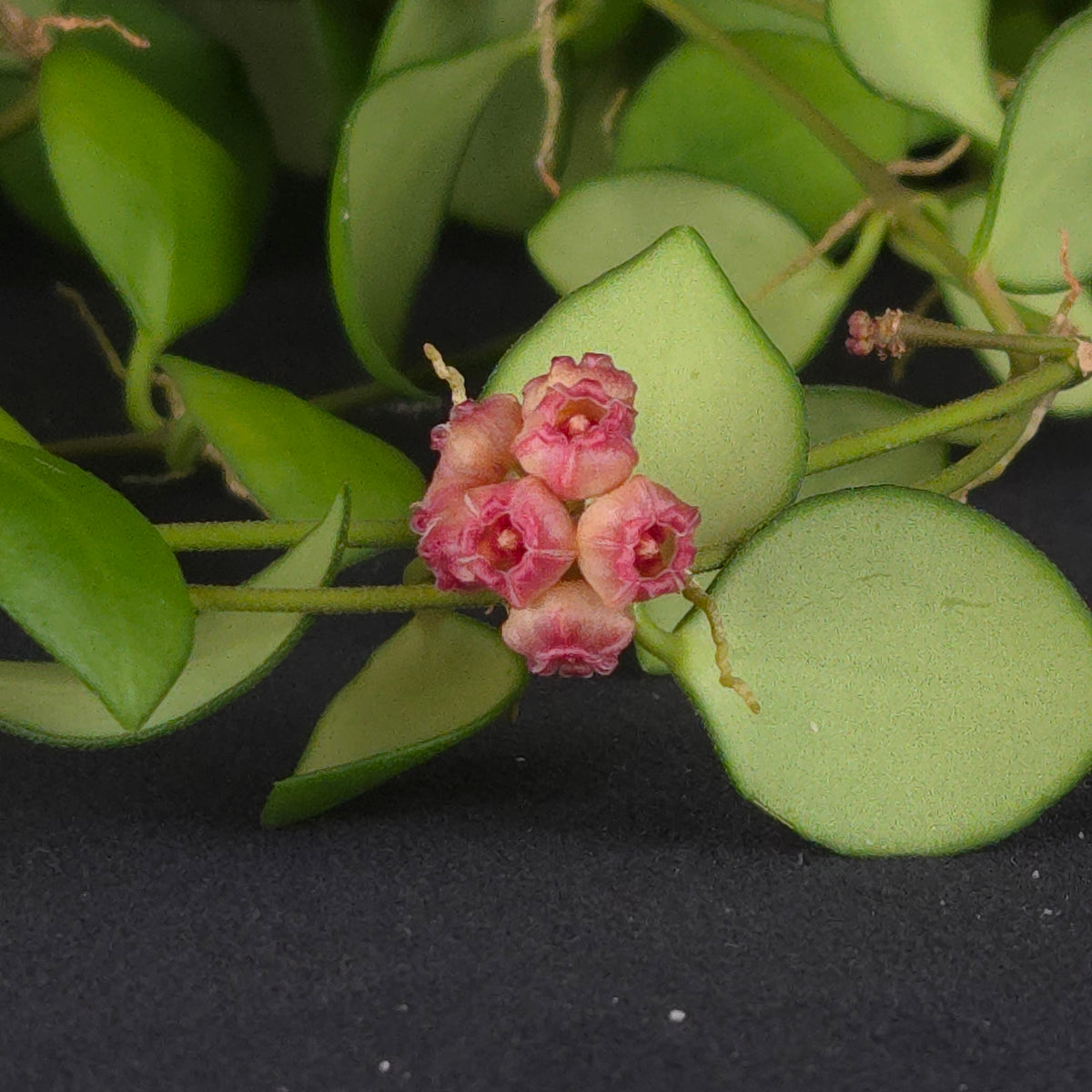Hoya heuschkeliana ‘Pink’ - H131