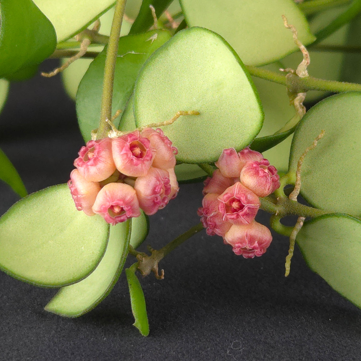 Hoya heuschkeliana ‘Pink’ - H131