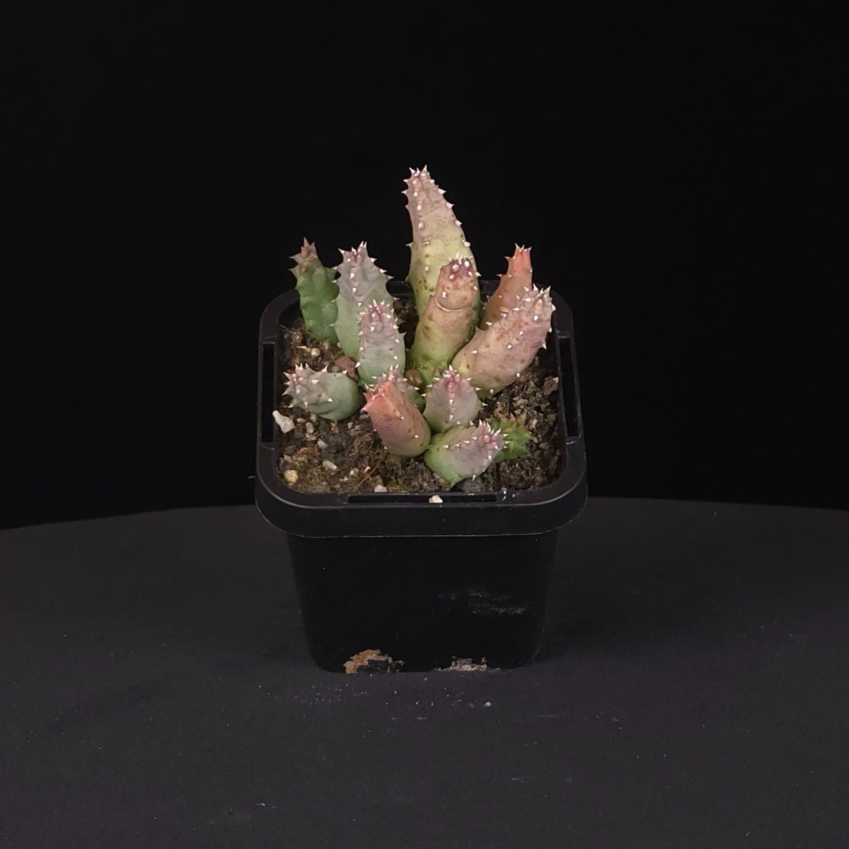 Huernia thuretii Stapelia Starfish Flower – Collection No. 35