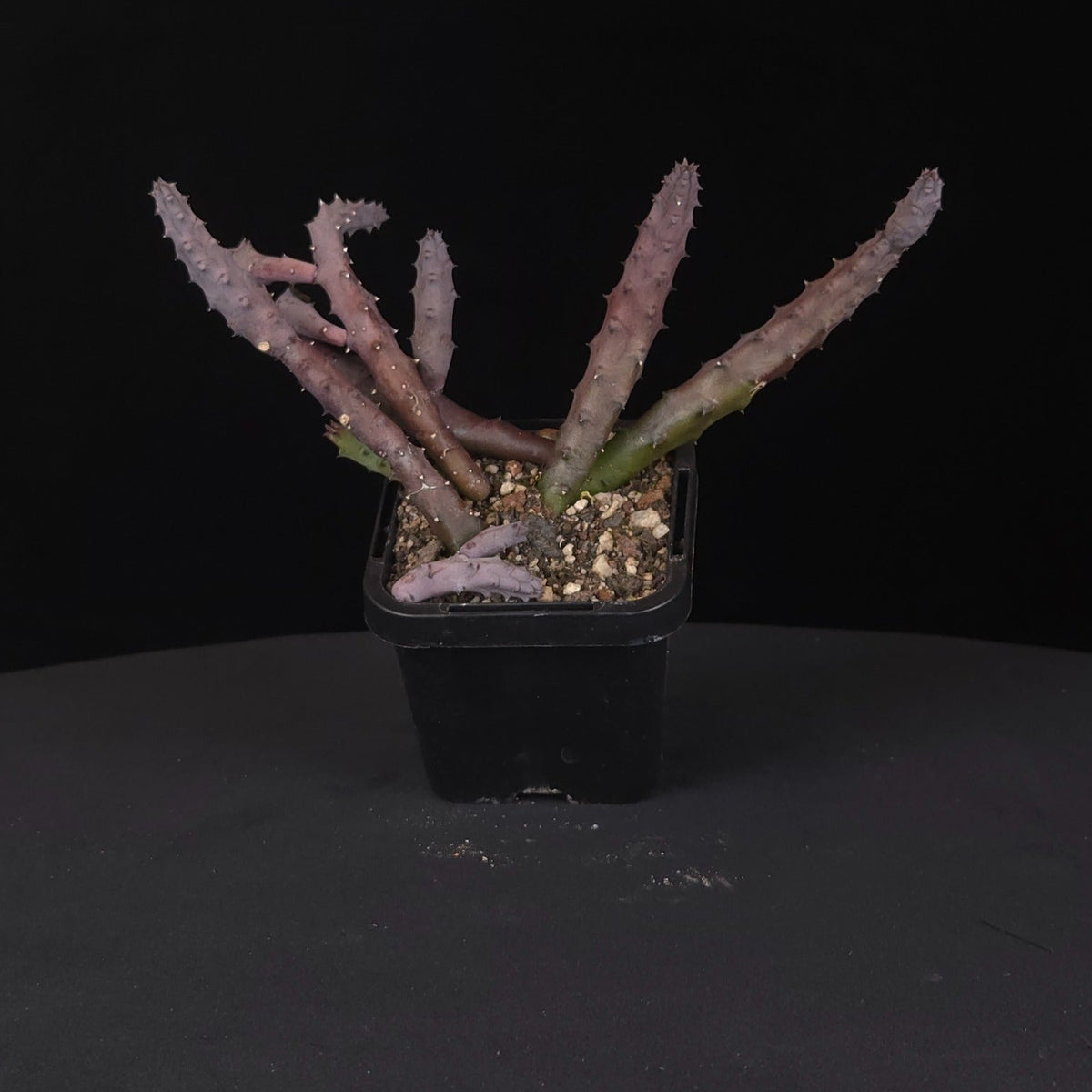 Huernia penzigii (Huernia macrocarpa) Stapelia Starfish Flower – Collection No. 24