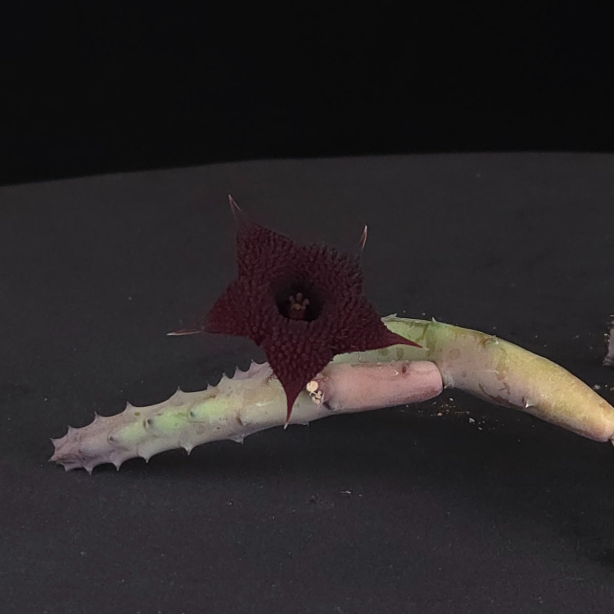 Huernia penzigii (Huernia macrocarpa) Stapelia Starfish Flower – Collection No. 24