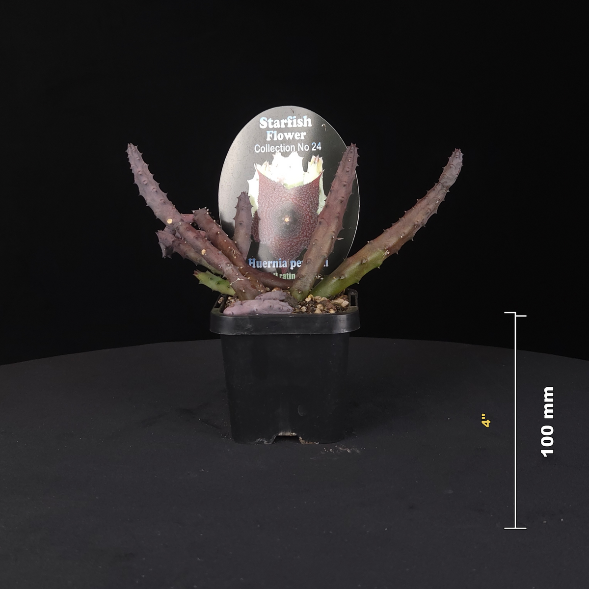 Huernia penzigii (Huernia macrocarpa) Stapelia Starfish Flower – Collection No. 24