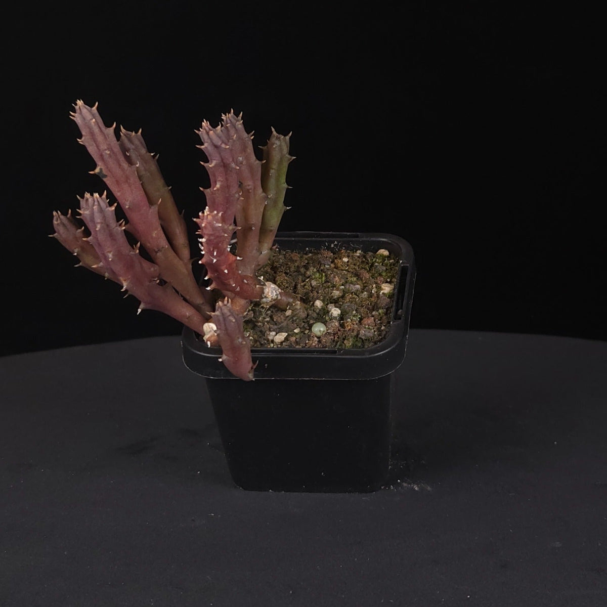 Huernia oculata Stapelia Starfish Flower – Collection No. 23