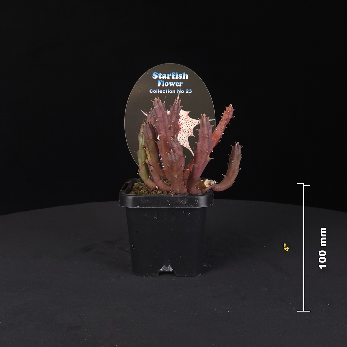 Huernia oculata Stapelia Starfish Flower – Collection No. 23