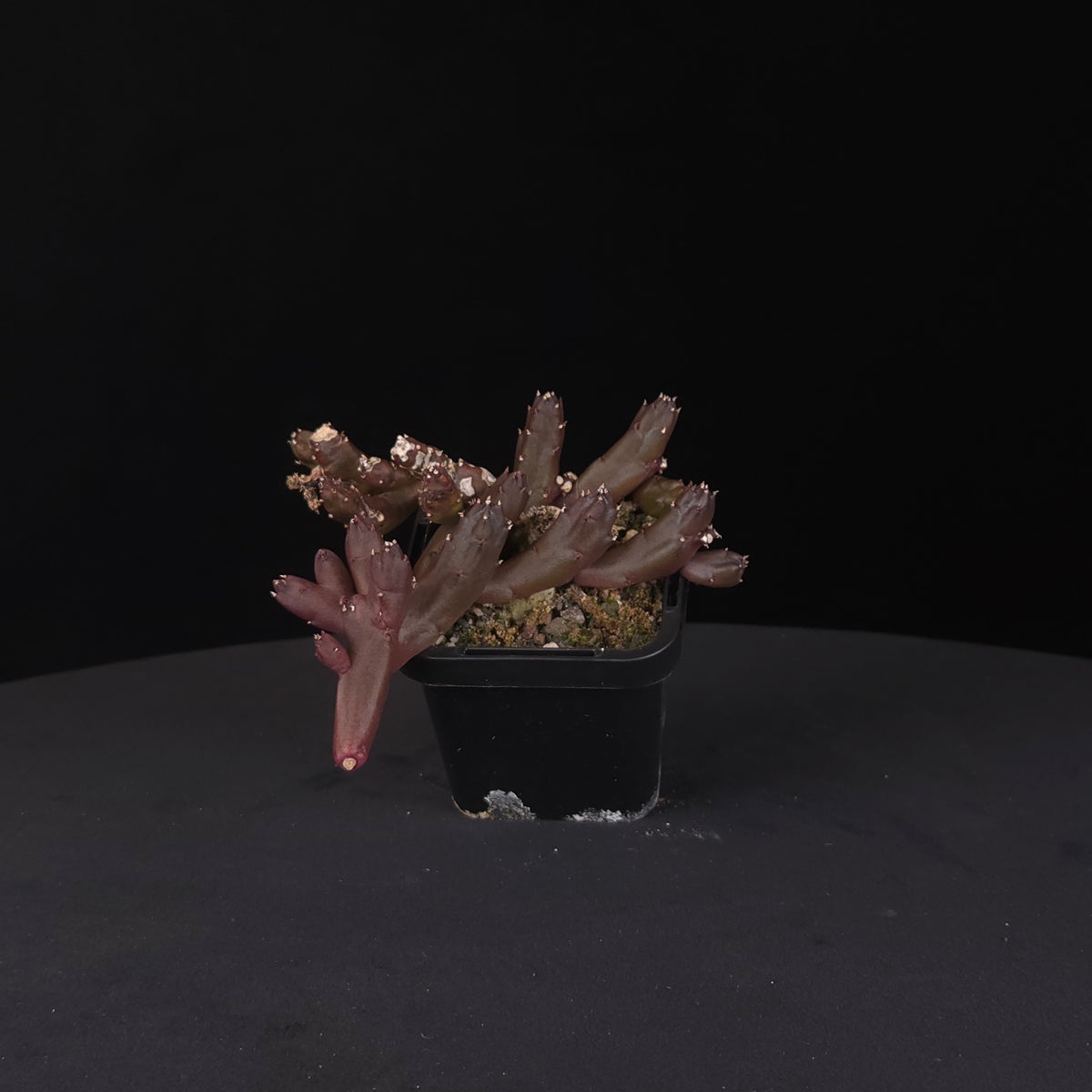 Stapelia schinzii var. angolensis Starfish Flower – Collection No. 93